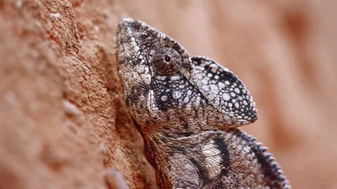 Spotted Lizard Warming Up on Sunlit Rock Stock Footage 310853518