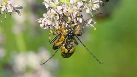 Spotted Longhorn, Rutpela maculata, mating time 스톡 동영상 201245553