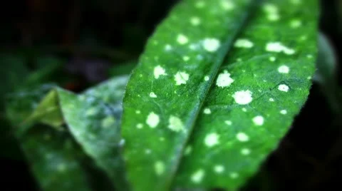 Spotted lungwort leaf Video stock 10825505