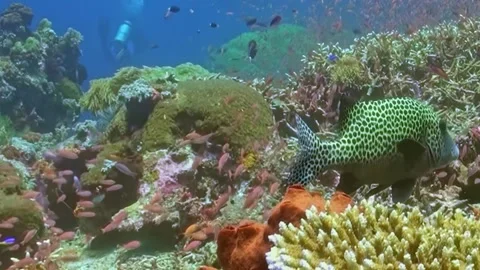 Spotted Marine Monarch Gracefully Navigates a Coral Tapestry Video stock 338199559