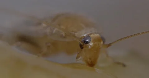 Spotted Mediterranean roach feeding Video stock 197005494
