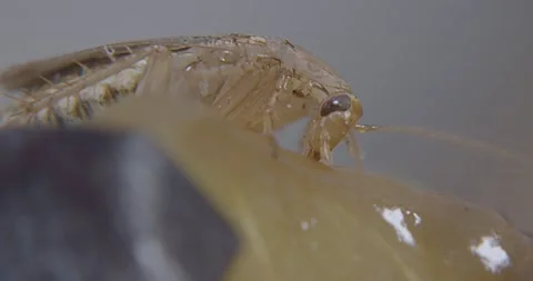 Spotted Mediterranean roach feeding on pear Video stock 197005496