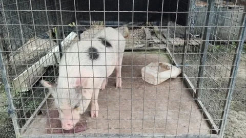 ​A spotted mini pig standing in a wire cage outdoor eating food Stock Footage 341083808