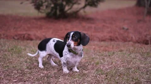 Spotted Miniature Dachshund Stands in Yard, Runs Away Stock Footage 20068656