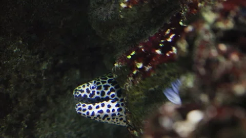 Spotted moray eel breathing in a coral reef Stock Footage 327122407