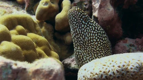 Spotted Moray Eel Close Up In Colorful Coral Reef Looking Angry In Cook Islands Stock Footage 113321295
