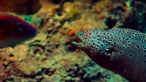Spotted Moray Eel Close-Up in Vibrant Coral Reef Habitat Stock Footage 301033316