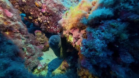 Spotted moray eel in a colourful reef Stock Footage 339970495