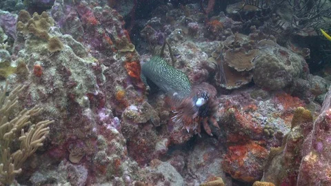 Spotted moray eel eating lionfish invasive species killing the reef Stock Footage 123074436