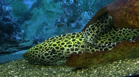 Spotted moray eel Stock Footage 8601379
