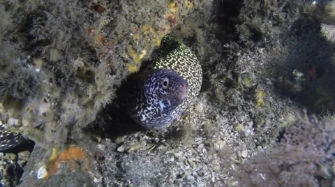 Spotted Moray Eel Video stock 64460624