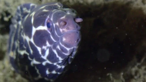Spotted Moray Eel Stock Footage 229922599