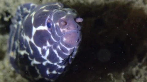 Spotted Moray Eel Stock Footage 229922688