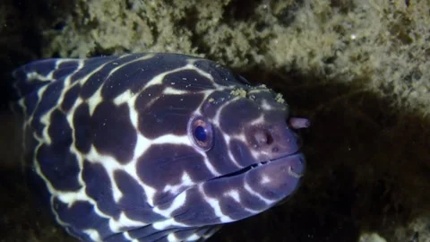 Spotted Moray Eel Stock Footage 229926580