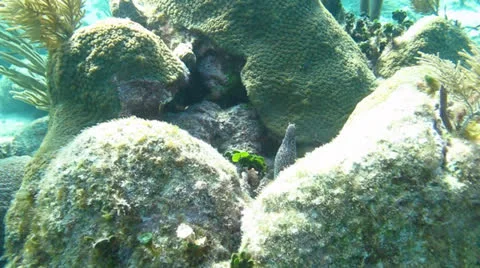 Spotted moray eel (Gymnothorax moringa) Stock Footage 24634312