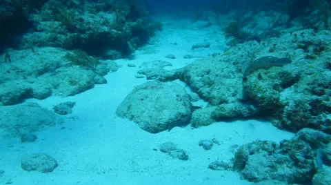 Spotted moray eel (Gymnothorax moringa) Stock Footage 24636785