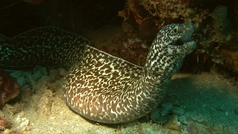 Spotted Moray Eel-Gymnothorax moringa (106) Stock Footage 93438997