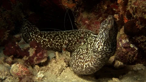 Spotted Moray Eel-Gymnothorax moringa (107) Stock Footage 93439042
