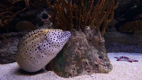 Spotted Moray Eel (Gymnothorax moringa) Close-Up – 4K Underwater Footage Stock Footage 313366180