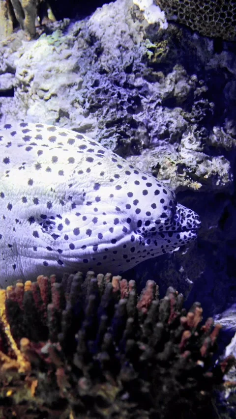 Spotted Moray Eel Hiding in Coral Reef – 4K Underwater Footage Stock Footage 314498769