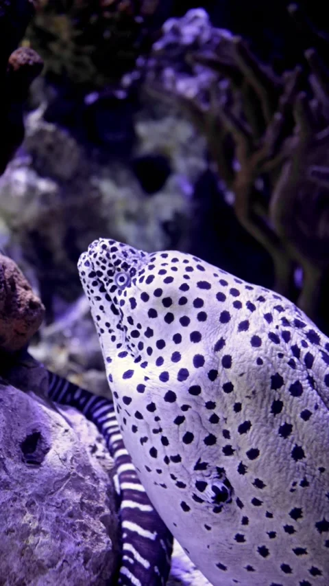 Spotted Moray Eel Hiding in Coral Reef – 4K Underwater Footage Stock-Footage 314498770