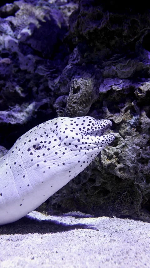 Spotted Moray Eel Hiding in Coral Reef – 4K Underwater Footage Stock Footage 314498778