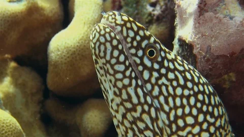 Spotted Moray Eel Macro Close Up In Colorful Coral Reef Looking Angry Stock Footage 113655535