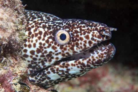 Spotted moray eel Stock Photos