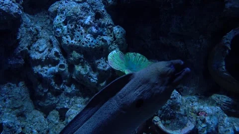 A spotted moray eel slowly swims and glides through a dark blue underwater .. Stock Footage 339259975