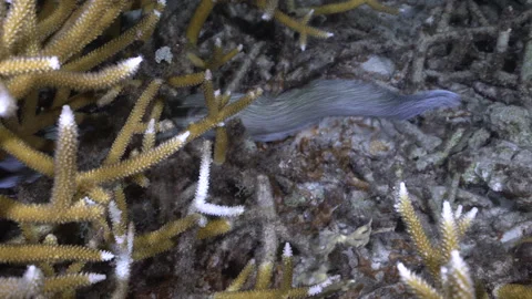 Spotted moray eel swimming and hunting fish in between healthy staghorn Stock Footage 250240954