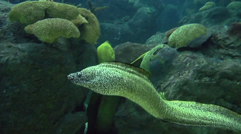 Spotted Moray Eel Swimming Video stock 35792122