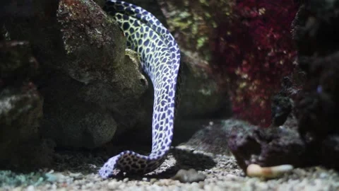 Spotted moray eel swimming underwater close-up Stock Footage 328247543