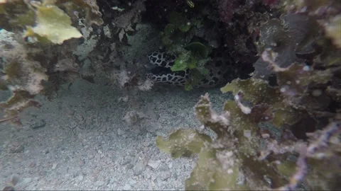 Spotted moray eel, underwater close up shot, coral reef, Karimunjawa, Indonesia Stock Footage 161947479