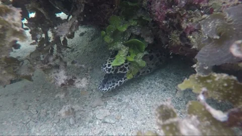 Spotted moray eel, underwater close up shot, coral reef, Karimunjawa, Indonesia Stockbeeldmateriaal 161951332