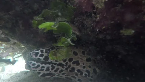Spotted moray eel, underwater close up shot, side view, coral reef, Indonesia Stock Footage 162097911