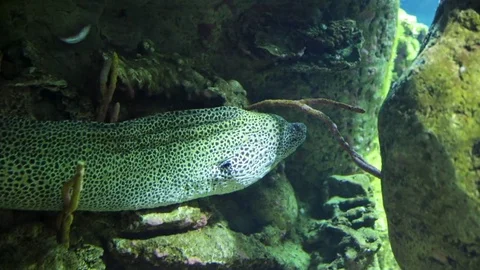 Spotted moray eels disguised among stones Vidéo 84717796
