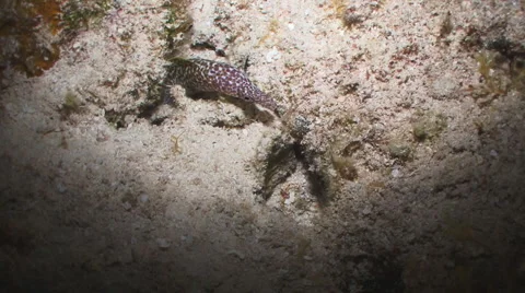 Spotted Moray feeding Vídeo Stock 5824266