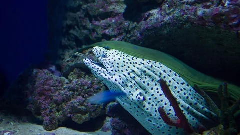 Spotted moray underwater Video stock 75253020