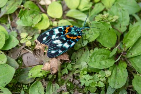 Spotted moth Foto stock