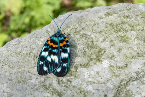 Spotted moth Stock Photos