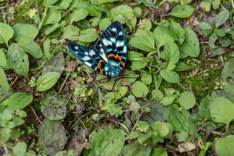 Spotted moth Stock Photos