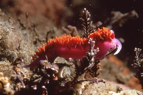 Spotted Nudibranch Stock Photos