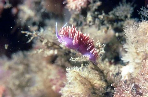 Spotted Nudibranch Stock Photos
