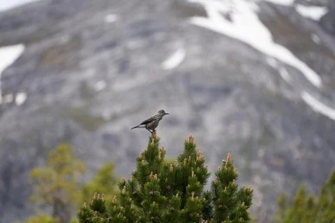 Spotted nutcracker also Eurasian nutcracker Nucifraga caryocatactes passerine Stock Photos