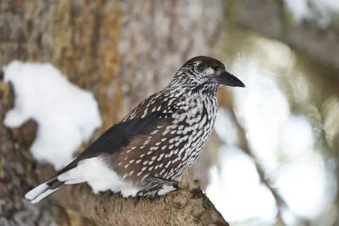 Spotted nutcracker also Eurasian nutcracker Nucifraga caryocatactes passerine Stock Photos