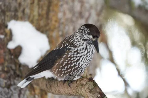 Spotted nutcracker also Eurasian nutcracker Nucifraga caryocatactes passerine Foto stock