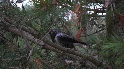 Spotted nutcracker bird breaks nut in pine tree. Static shot. Stock Footage 136165972
