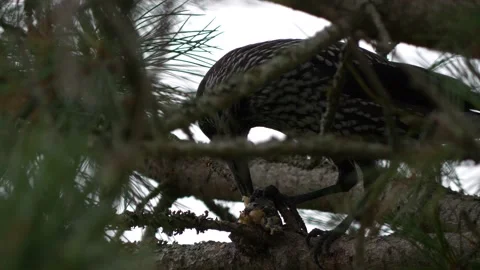 Spotted Nutcracker bird opens pine cone and eats seeds, close shot Stock Footage 136058574