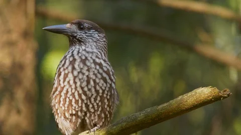 Spotted nutcracker. Bird in spring forest. Nucifraga caryocatactes. Stock Footage 106657525