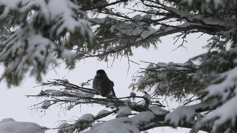 The spotted nutcracker bird on the tree in winter Stock Footage 103134436